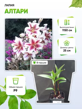 Лилия Алтари 1 шт Р9
