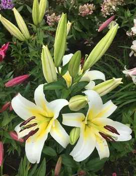 Лилия Будлайт 1 уп. (2 шт.)