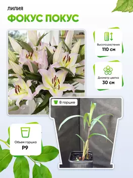 Лилия Фокус Покус 1 шт Р9