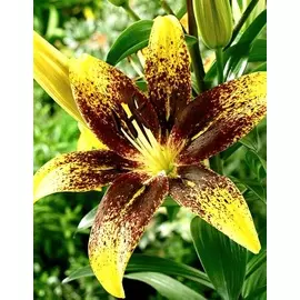 Лилия Граффити 1 уп. (2 шт.)