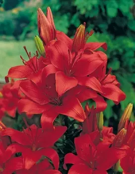 Лилия Гран Парадисо 1 шт Р9