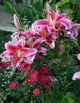 Лилия Корвара 1 уп. (2 шт.)