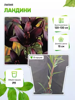 Лилия Ландини 1 шт Р9