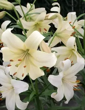 Лилия Перл Вайт 1 уп. (1 шт.)