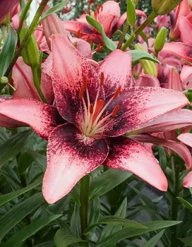 Лилия Пурпл Дрим 1 шт Р9