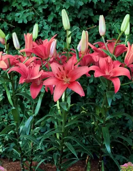 Лилия Силт 1 уп. (2 шт.)