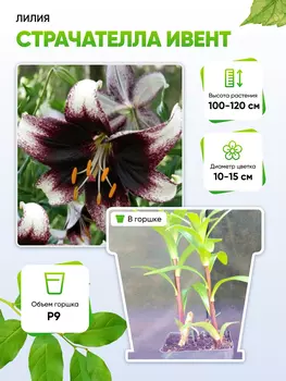 Лилия Страчателла Ивент 1 шт Р9