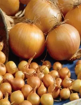 Лук репчатый Одинцовец 1 гр б.п.