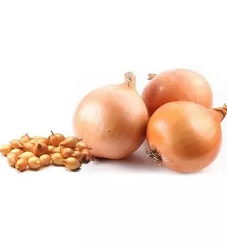 Лук озимый Радар (калибр 9/14) 200 шт