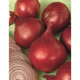 Лук репчатый Ред Барон 0,3 гр цв.п.
