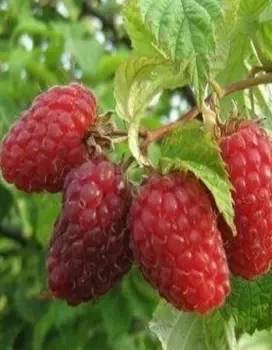 Малина крупноплодная Гусар 1 шт ОКС