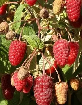 Малина ремонтантная Брянское диво (Rubus idaeus) 1 шт ОКС