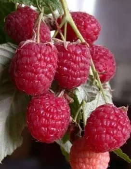 Малина ремонтантная Евразия 1шт. ОКС