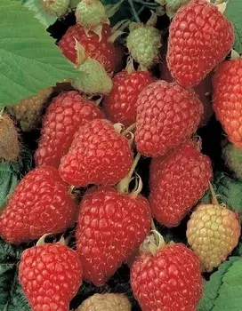 Малина ремонтантная Херитейдж 1 шт