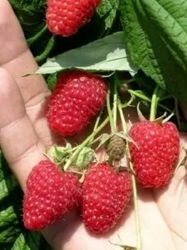 Малина ремонтантная Красная гвардия 1 шт