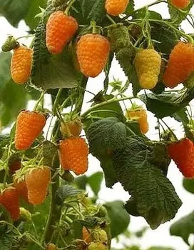 Малина ремонтантная Оранжевое чудо (Rubus idaeus) 1 шт ОКС