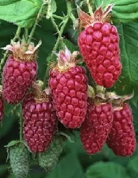 Малина ремонтантная Рубиновое Ожерелье 1 шт ОКС