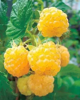 Малина ремонтантная Золотые купола 1 шт