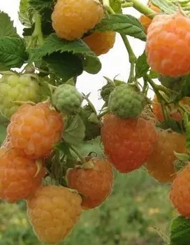 Малина ремонтантная Золотые купола (Rubus idaeus) 1 шт ОКС