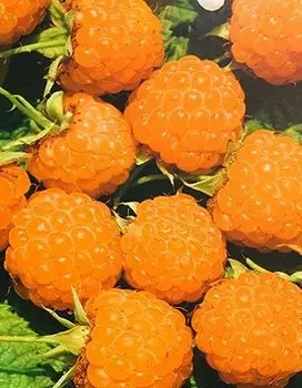 Малина Желтый гигант (Rubus idaeus) 1 шт ОКС