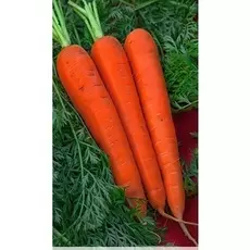 Морковь Император (Гранулы ) 300 шт