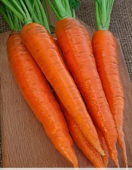 Морковь Канада F1 0,5 гр цв.п.