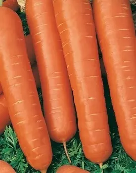 Морковь Несравненная (УД) 2 гр цв.п.