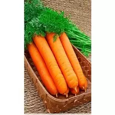 Морковь Самсон 0,5 гр б.п.