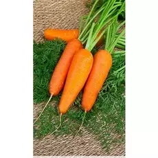 Морковь Шантенэ 2461 2 гр б.п.