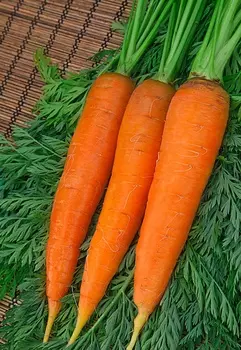 Морковь Шантенэ Роял 2 гр б.п.