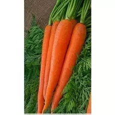 Морковь Витаминная 6 2 гр б.п