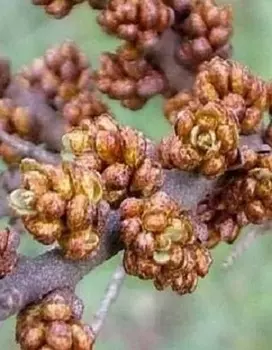 Облепиха Аллей (мужской сорт) 1 шт