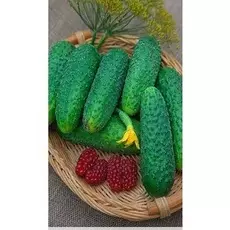 Огурец Амур 1801 F1 8шт цв.п.