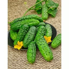 Огурец Бочковой F1 (Селекция "ВХ") 0,25 гр цв.п