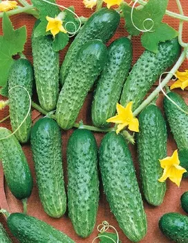 Огурец Димка F1 0,25г цв.п (Сибирская серия)