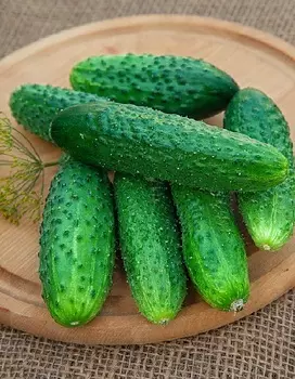 Огурец Дворцовый F1 (Селекция "ВХ") 0,25 гр цв.п.КЭШБЭК 25%