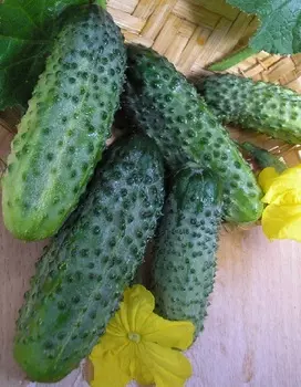 Огурец Ежик F1 0,25г цв.п (Сибирская серия)