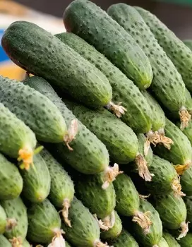 Огурец Гомер F1 0,25г цв.п (Сибирская серия)