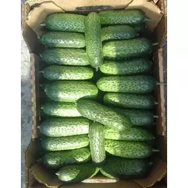 Огурец Молодец F1 0,2 гр цв.п.