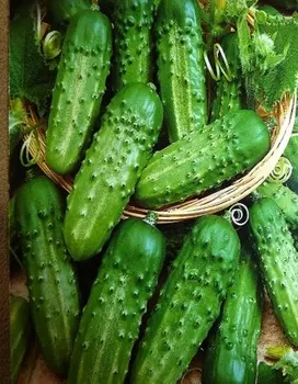 Огурец Обильный 0,25 гр ц.п.