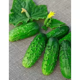 Огурец Праздничный F1 (Селекция "ВХ") 0,25 гр цв.п
