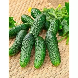 Огурец Родня F1 (Селекция "ВХ") 0,25 гр цв.п