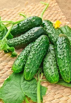 Огурец Родня F1 (Селекция "ВХ") 0,25 гр цв.п КЭШБЭК 25%