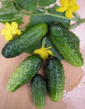 Огурец Сашенька F1 0,25г цв.п (Сибирская серия)