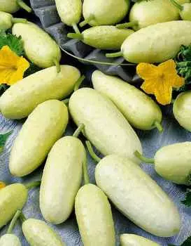 Огурец Снежный Барс (УД) 10 шт цв.п