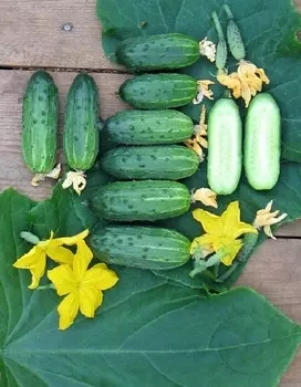 Огурец Стрелец F1 0,25г цв.п (Сибирская серия)