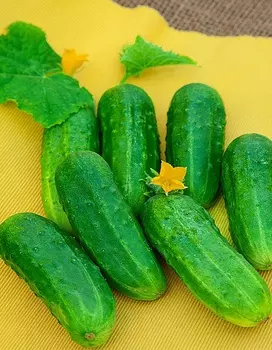 Огурец Тополек F1 0,25 гр цв.п.