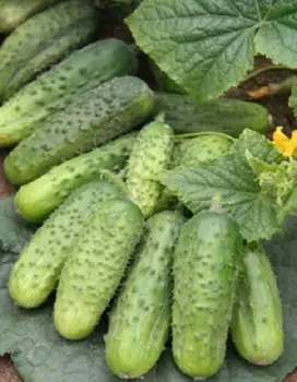 Огурец Уралочка F1 (УД) 10 шт цв.п.