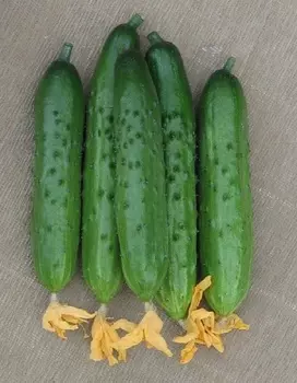 Огурец Весеннее чудо F1 (УД) 10 шт цв.п