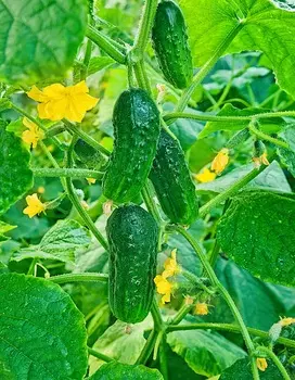 Огурец Застольный F1 (Селекция "ВХ") 0,25 гр цв.п. КЭШБЭК 25%